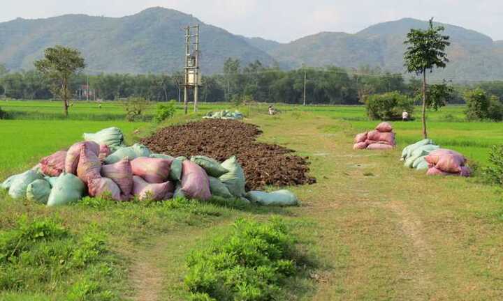 Tranh nhau làm đại lý... phân bò ở Phú Yên