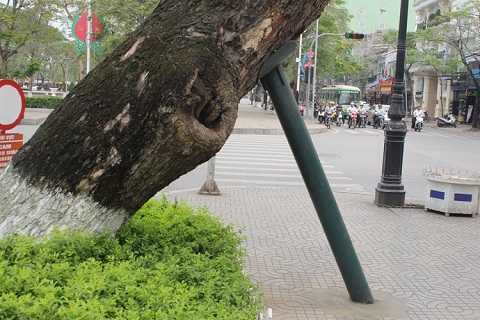 Hà Nội nên học Hải Phòng cách gìn giữ cây cong nghiêng?