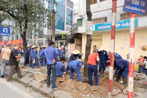 Những điều không minh bạch trong việc chặt cây của Hà Nội