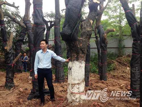 128 cây xanh đánh chuyển trên đường Nguyễn Chí Thanh đang ở đâu?