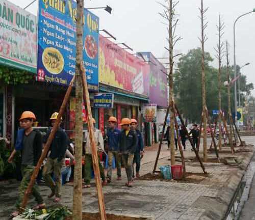 Thay thế 6.700 cây xanh ở Hà Nội: 'Khả năng cây chết rất cao'