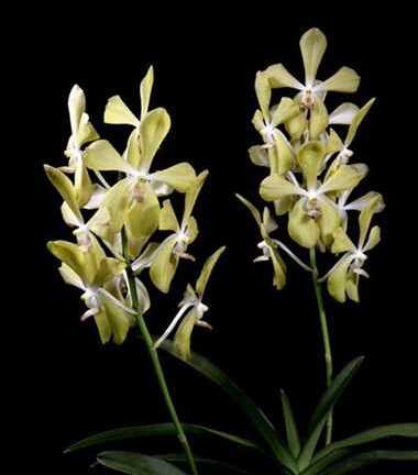 Loài lan đặc biệt được đặt theo tên cố Thủ tướng Lý Quang Diệu