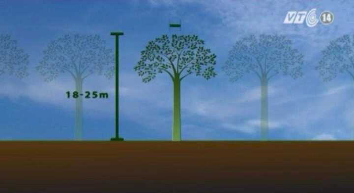 Hà Nội trồng mới cây gì trên vỉa hè?