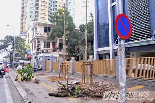 Hà Nội không biết số cây trồng thay thế có nguồn gốc ở đâu?