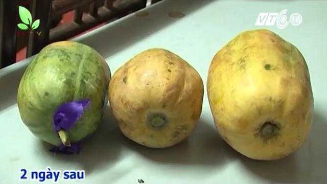 Kinh hãi thuốc giấm chín trái cây siêu tốc
