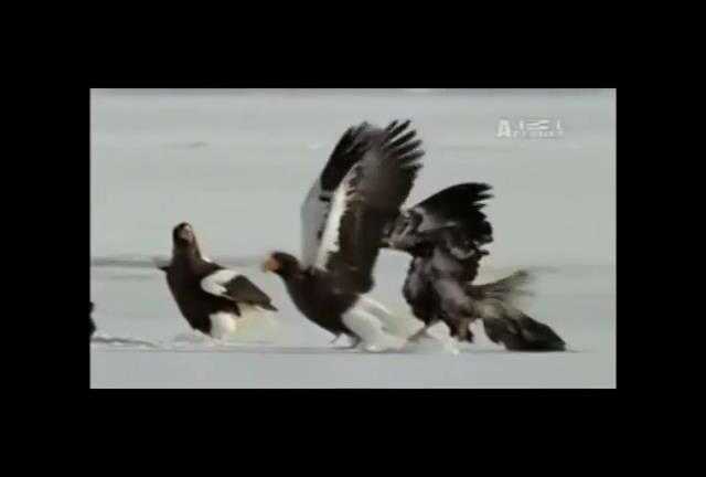 Clip: Đại bàng tấn công đồng loại tranh cướp mồi