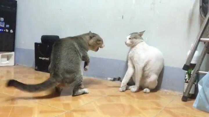 Tròn mắt xem mèo dùng 'túy quyền' đánh nhau