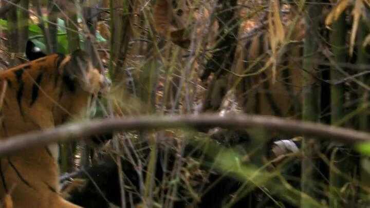 Kinh hoàng cảnh hổ hạ gục gấu lớn