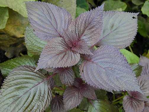 Đánh bay mụn thịt đơn giản bằng lá tía tô