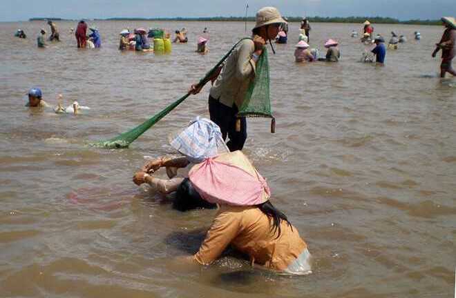 Ngư dân miền Tây đổ xô cào sò huyết kiếm tiền triệu
