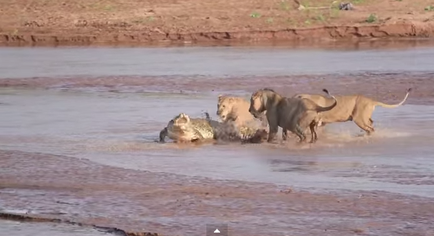 Hỗn chiến kinh hoàng giữa cá sấu và 3 con sư tử khát máu