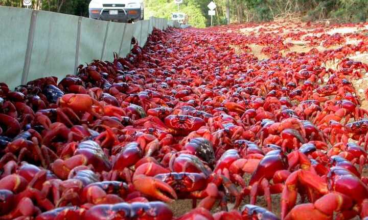 10 địa danh nổi tiếng bị thống trị bởi các loài động vật