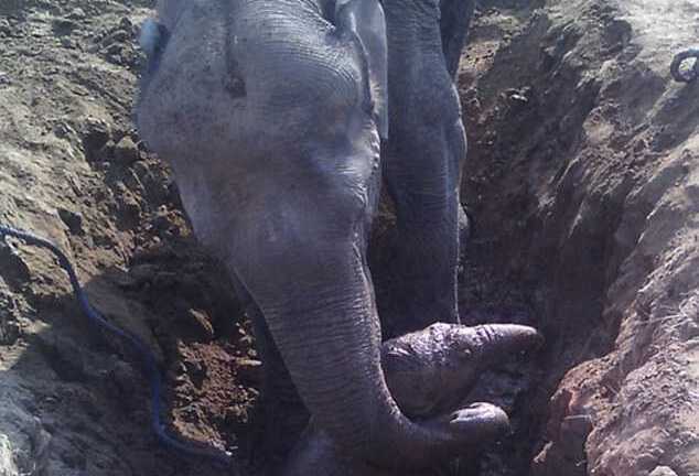 Cảm động cảnh voi mẹ vật lộn suốt 11 giờ cứu con
