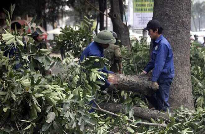 Hà Nội: Tổng kiểm tra, tiếp tục thay thế cây xanh