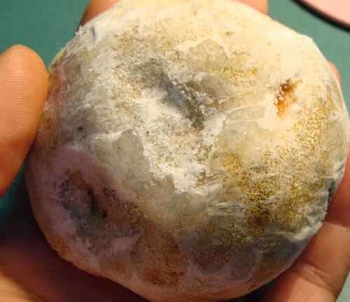 Bí ẩn loài nấm đắt như vàng ròng trên dãy Hoàng Liên Sơn