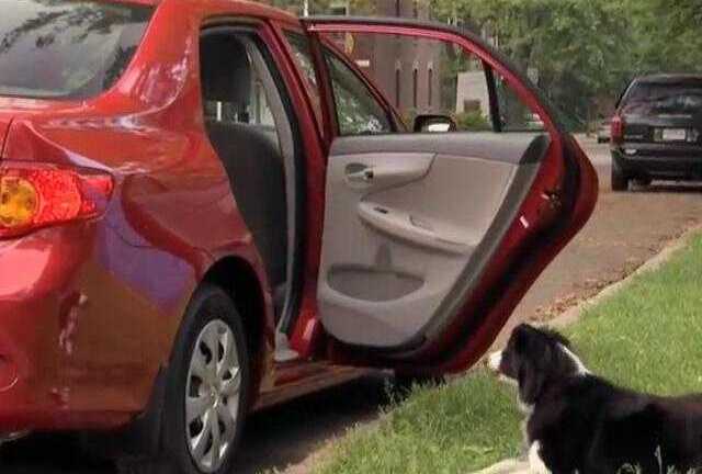 Đi ôtô trộm chó