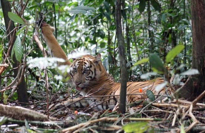 Phát hiện hổ ở Tuyên Quang: Người cầm dao chém hổ, người mất mạng vì hổ cào