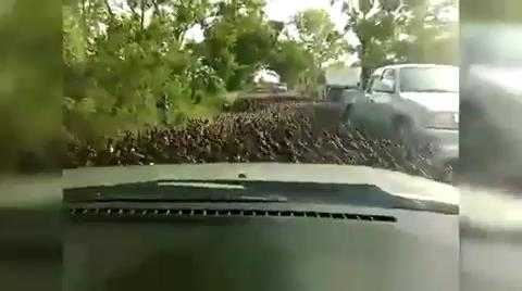 Hàng ngàn con vịt đại náo gây ách tắc giao thông