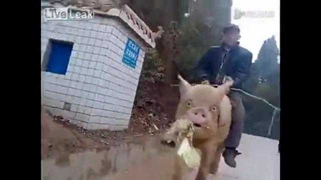 Clip cưỡi lợn đi làm khiến dân mạng xôn xao