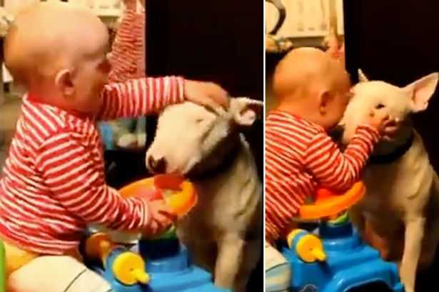Em bé tát, cào cấu vào mặt con chó khiến người xem rụng tim