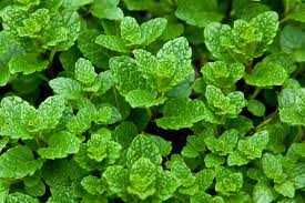 Lưu ý sự nguy hiểm của rau húng bạc hà