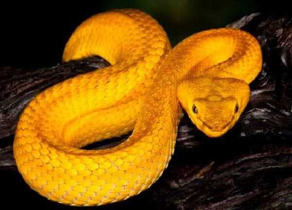 Kinh hãi loài rắn độc có nọc làm tan chảy thịt người