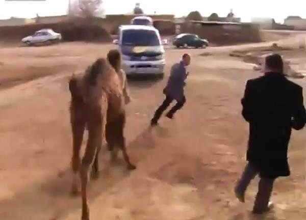 Clip: Lạc đà phá đám cuộc phỏng vấn