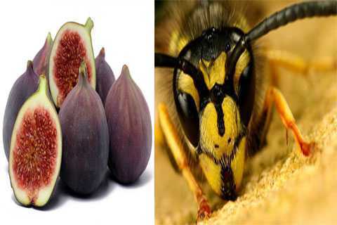 Bí mật giật mình trong quả sung và nước sốt cà chua