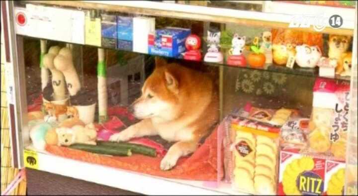 'Chó bán hàng' vô cùng dễ thương ở Nhật Bản