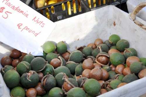 Loạn giá hạt cây tỷ đô