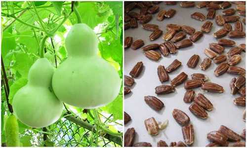 Hạt giống bầu hồ lô giá bèo gây sốt