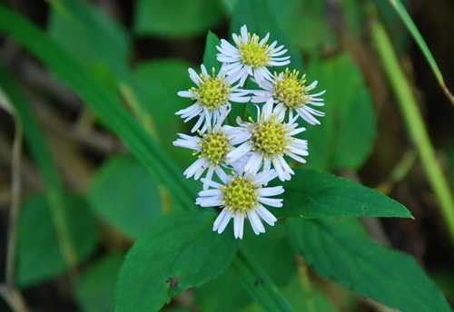 Dị thảo kỳ quái mọc xuyên đá thải sạch độc tố trong cơ thể