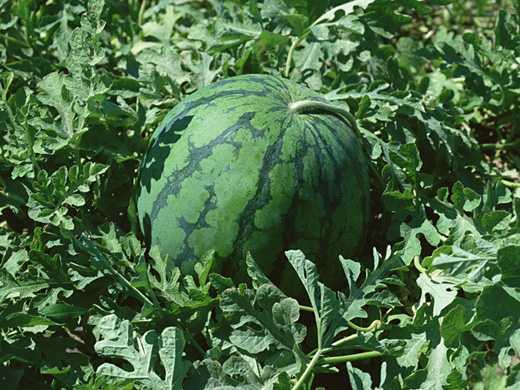 Cách bổ dưa hấu siêu nhanh mà đơn giản