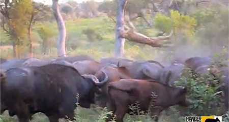 Clip: Trâu rừng biến sư tử thành đồ chơi rồi húc chết thảm