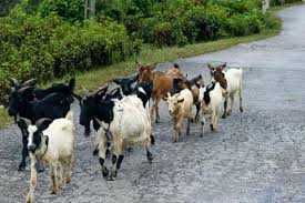 Vụ 1.200 con gà đi 'nhầm' vào nhà cán bộ: Kỷ luật hàng loạt cán bộ xã