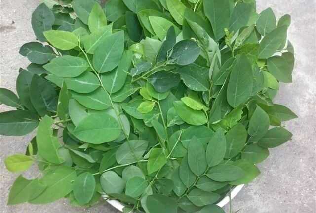 Công dụng chữa bệnh tuyệt vời của rau ngót