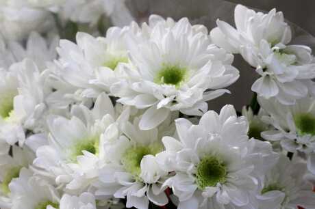 Chọn hoa đi tảo mộ để không phạm tâm linh