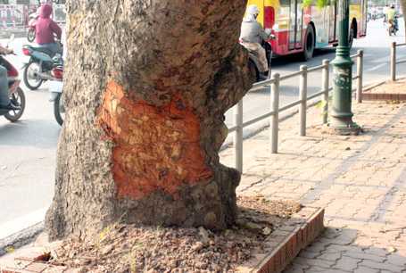 Vết chém lạ trên cây xà cừ: Đề nghị công an Hà Nội vào cuộc điều tra