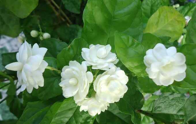 Bất ngờ với lợi ích thần kỳ từ hoa nhài đối với 'chuyện ấy'