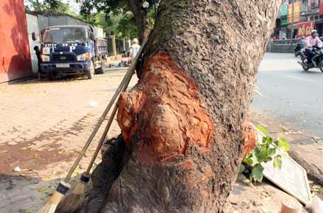 Xuất hiện vết chém lạ trên cây xà cừ: Hà Nội chỉ đạo khẩn