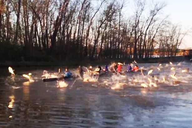 Hàng trăm con cá chép nhảy lên mặt hồ tấn công người bơi thuyền