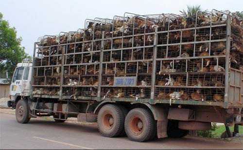 Những cung đường tuồn chó 'lậu' từ Thái Lan về Việt Nam