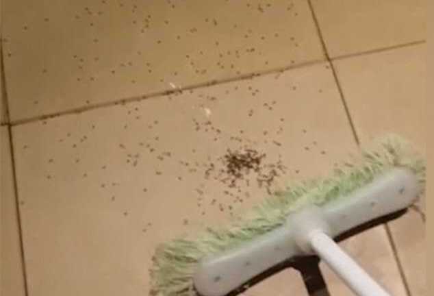 Kinh hãi hàng trăm nhện con bò ra từ bụng nhện mẹ