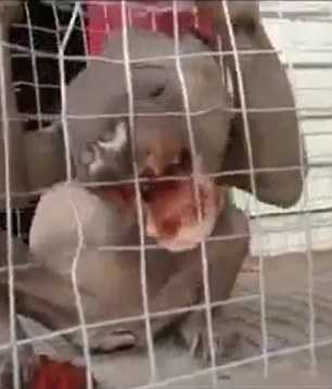 Sinh vật lạ trông như quái vật ở Trung Quốc