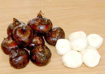 Tác hại đáng sợ khi ăn củ mã thầy sống