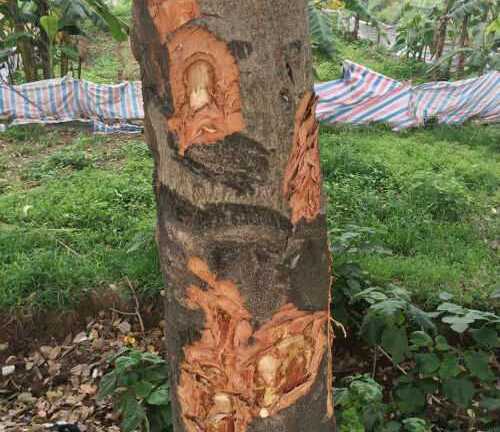 Hàng loạt xà cừ ở Hà Nội lại xuất hiện vết chém lạ