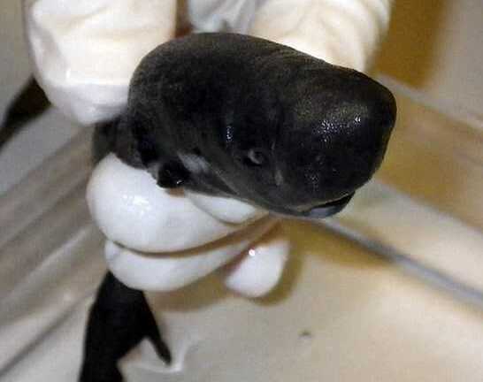 Loài cá mập bí ẩn khiến các nhà khoa học đau đầu