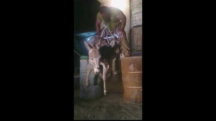 Người đàn ông dùng răng nhấc bổng con lừa để 'khoe' răng khỏe