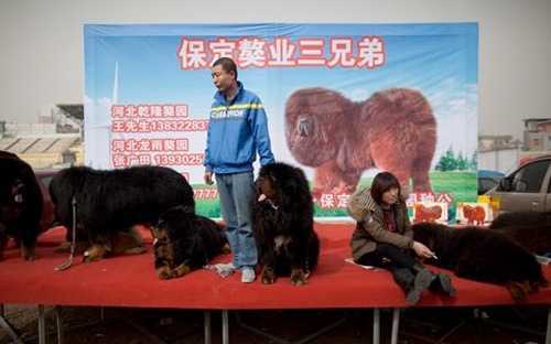 Ngao Tạng gặp hạn vì Trung Quốc chống tham nhũng