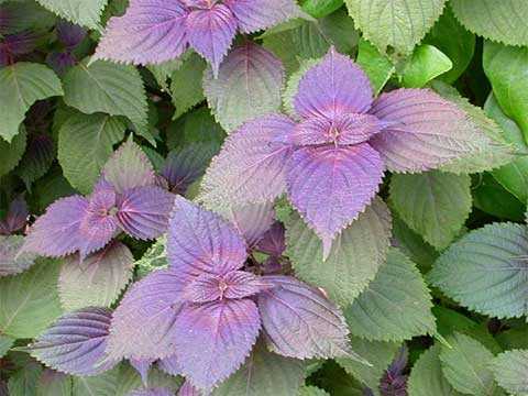 Những thực phẩm giúp chống tắc tia sữa hiệu quả